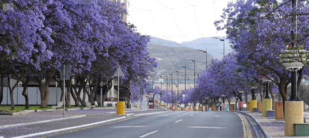 صورة كبيرة